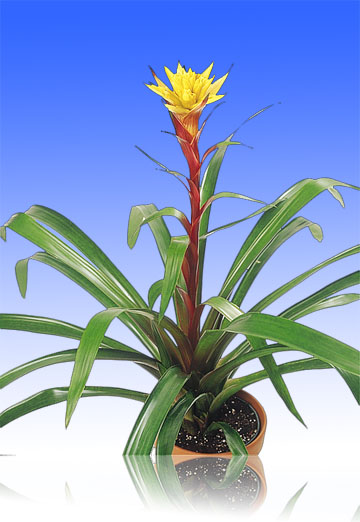 6" Bromeliad Guzmania